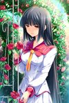  arch black_hair floral_arch flower hana_to_otome_ni_shukufuku_wo highres houshou_seika mutou_kurihito red_eyes red_flower red_rose rose school_uniform solo source_request trellis 