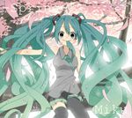  aqua_eyes aqua_hair bad_id bad_pixiv_id cherry_blossoms hatsune_miku himano_(artist) in_tree long_hair mouth_hold necktie solo thighhighs tree twintails very_long_hair vocaloid zettai_ryouiki 