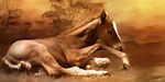  feral horse lying mammal paul_miners pony realistic solo wilderness young 