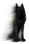  black_fur black_wolf blue_eyes canine claws feral fur grey_eyes looking_at_viewer mammal scar shadow sidonie solo standing wolf 