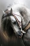  feral horse mammal paul_miners portrait realistic solo spanish_horse 