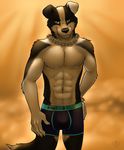  abs anthro biceps big_muscles black_fur black_nose blake_tucano blue_eyes border_collie boxers bulge canine chain chest chest_tuft claws collar dog front_view fur grin invalid_color looking_at_viewer male mammal muscles paws pecs plain_background pose presenting smile solo standing topless tucpile tuft underwear vallhund waiting white_fur 