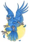  avian bird female flying hyacinth_macaw macaw nude parrot solo spread_wings wingedwolf wings 