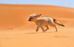  canine cub cute desert fennec fox photo real solo young 