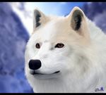  black_nose blurry brown_eyes canine detailed feral fluffy fur hair janjin192 male mammal solo white_fur wolf 