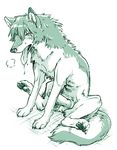  animal_genitalia canine canine_penis cum erection feral fur knot male mammal nude ookami_kodomo_no_ame_to_yuki penis saliva solo soukosouji the_wolf_children_ame_and_yuki tongue wolf 