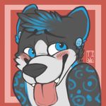  blue_eyes blue_markings blush canine ear_piercing gauged_ear gauges invalid_color mammal markings novacwolf piercing plugs solo spazzyhusky spot spots teal tongue tongue_out white_belly wolf 