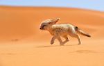 canine cub cute desert fennec fox mammal photo real solo unknown_artist young 
