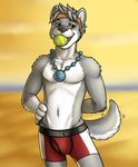  biceps boxers briefs bulge canine dog fur male mammal muscles solo stretching underwear vallhund waiting 