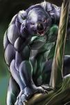  anthro biceps black_nose blue_fur brown_eyes chest_tuft claws crouching fur grey_fur gweek koala male mammal marsupial muscles nude open_mouth pecs pose solo teeth toned tongue tuft vein 
