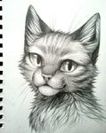  2013 ambiguous_gender cat comission falvie feline fur mammal pencil sketch whiskers 