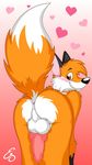  animal_genitalia anus balls blush butt canine canine_penis erection fox knot looking_at_viewer looking_back male mammal nude penis presenting raised_tail solo spreading zip-the-fox zip_fox 