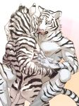 anal anal_penetration anthro butt equine feline kissing male male/male mammal muscular muscular_male nipples nude penetration pngx_(artist) stripes tiger white_tiger zebra 