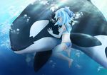  animal bad_id bad_pixiv_id barefoot blue_eyes blue_hair blush bow bubble cirno fang freediving highres hood manahui orca short_hair solo swimming touhou underwater water 