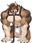 2025 abs all_fours anthro barazoku biceps black_claws black_harness blush bodily_fluids brown_body brown_fur brown_hair bulge canid canine canis claws clothing collar coyote deltoids echo_(series) echo_project elbow_fur facial_hair finger_claws forearm_muscles fur gloves_(marking) goatee hair harness hi_res jockstrap leash leashed_collar lip_scar looking_at_viewer male mammal markings navel notched_ear nwilara on_ground open_mouth pecs saliva saliva_on_tongue sideburns simple_background solo sweat tan_body tan_fur the_smoke_room toe_claws tongue tongue_out triceps underwear white_background white_clothing white_jockstrap white_underwear william_adler yellow_eyes