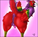  avian balls beak bent_over bird butt colored cum cute looking_back male parrot penis presenting presenting_hindquarters solo spreading swagknight1 