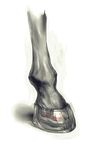 close-up equine feral hooves horse kibinago_(pixiv) leg mammal photorealism plain_background realistic shiny silver solo standing unknown_artist white_background 