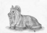  canine cyborg dog feral foxia fur greyscale mammal monochrome solo yorkshire_terrier 