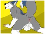  amwulf anthro anus balls biceps big_balls butt canine dog husky looking_back male mammal nude perineum piercing pose presenting presenting_hindquarters raised_tail smile solo tongue tongue_out 