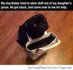  ambiguous_gender canine cute humor photo pug puppy_eyes real 