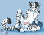  balls black_fur black_hair brown_eyes chest_tuft claws cum cum_on_leg cute feather feline fur hair male mammal master-loki navel nipples one_eye_closed open_mouth penis pillow schopenhauer solo spread_legs spreading stripes tiger tuft watermark white_fur white_tiger young 