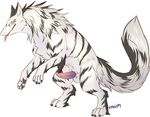  black_fur byakurai_tora erection fangs feral fur looking_at_viewer maim male on_hind_legs penis plain_background sergal sketch solo standing tongue white_background white_fur yellow_eyes 