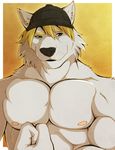  abs aluminemsiren anthro biceps big_muscles black_nose blonde_hair canine chest flexing front_view fur green_eyes grey_fur grin hair hat looking_at_viewer male mammal muscles nipples paws pecs plain_background portrait pose smile solo teeth toned topless white_fur wolf yellow_background 