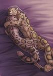  &lt;3 cuddling feline leopard love sleeping smile snow_leopard 