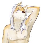  blush canine dog male mammal plain_background solo towel white_background 