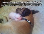  baby_animal canine collar cute dog napping photo pig porcine real text 