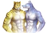  abs anthro biceps big_muscles blue_eyes blue_fur body_markings canine chest_tuft couple duo feline fur gay gripping hachibusanren holding hug interspecies male mammal markings muscles nipples nude pecs plain_background pose standing stripes tiger toned tuft white_background white_fur wolf yellow_eyes yellow_fur 