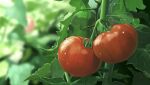  blurry blurry_background commentary_request dew_drop food_focus highres leaf nava0under no_humans original outdoors plant plant_focus tomato tomato_plant water_drop 