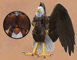 2025 absurd_res accipitrid accipitriform alcander anthro athletic avian avian_feet bald_eagle bird black_claws brown_body brown_feathers claws digitigrade dsw7 eagle feathered_tail feathered_wings feathers feet hand_on_hip harness hi_res leather leather_harness leather_strap looking_at_viewer male model_sheet rear_view scales sea_eagle solo straps tail tail_feathers talons toe_claws toes white_body white_feathers wings yellow_body yellow_eyes yellow_scales