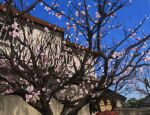  1girl :d black_hair blue_sky building center-flap_bangs cherry_blossoms closed_eyes dot_nose fence highres open_mouth original red_scarf scarf scenery sky smile solo sora474271 spring_(season) tree twintails 