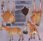 alternative_fashion anatomically_correct animal_genitalia antelope balls bovid feral genitals hi_res intersex mammal micropenis model_sheet penis piercing punk saiga sapient small_penis technesaurus uplifted vulva