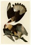 absurdres animal animal_focus bird border branch brown_eyes caracara cream_background crested_caracara cursive english_text fine_art from_side full_body highres incredibly_absurdres john_james_audubon latin_text leaning_to_the_side looking_at_another no_humans open_mouth original realistic talons traditional_media white_border 