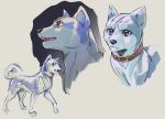  2023 akita akita_inu ambiguous_gender black_nose brown_collar canid canine canis collar curled_tail domestic_dog feet feral gin_(ginga) ginga_(series) male_(lore) mammal meow286 multiple_images open_mouth open_smile paws quadruped scar shaded simple_background sketch sketch_page smile solo spitz tail teeth walking 