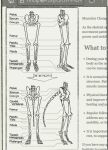 biped bone comic digitigrade english_text growth human_to_anthro plantigrade skeleton species_transformation tail tail_growth text transformation vanillayote zero_pictured