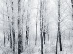  black_and_white nature no_humans scenery snow trees winter winter_forest 