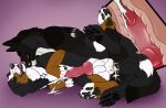  anal anal_orgasm anal_penetration animal_genitalia animal_penis balls bite black_body black_fur black_pawpads bodily_fluids brown_body brown_fur canid canine canine_genitalia canine_penis cum cum_in_ass cum_inside cumshot cutaway duo echo_(wolffylegend) ejaculation erection eyes_closed feral feral_on_feral feral_penetrated feral_penetrating feral_penetrating_feral from_behind_position front_view fur genital_fluids genitals hands-free hi_res internal killthe_demon knot knotting lucas_(lucasreturns) lying male male/male male_penetrated male_penetrating male_penetrating_male mammal neck_bite on_side open_mouth orgasm pawpads penetration penile penile_penetration penis penis_in_ass red_penis red_tongue sex tongue tongue_out white_balls white_body white_fur 