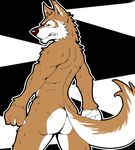  anthro black_background black_nose brown_fur butt canine fluffy_tail fur inoko looking_at_viewer looking_back male mammal nude plain_background red_eyes simple_background solo standing teeth white_background white_fur wolf 