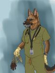 anthro blue_background bottomwear brown_body brown_fur canid canine canis clock clothed clothed_anthro clothed_male clothing domestic_dog elderly elderly_anthro elderly_male facial_hair front_view fully_clothed fully_clothed_anthro fully_clothed_male fur german_shepherd gloves handwear herding_dog hi_res kaltag1925 lanyard latex latex_clothing latex_gloves latex_handwear male male_anthro mammal medical medical_gloves medical_instrument multicolored_body multicolored_fur pants pastoral_dog scientific_instrument scrubs shirt simple_background solo standing stethoscope technician topwear uniform watch wristwatch
