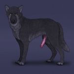  black_nose canine canine_penis erection feral fur knot looking_at_viewer male mammal nude paws penis simple_background solo virtyalfobo wolf yellow_eyes 