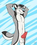 anthro arms_behind_head balls biceps blue_eyes canine dog erection fur grey_fur husky knot male mammal muscles pecs penis smile solo vallhund 