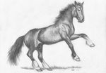  black_and_white bridle equine feral foxia gag grass grey_sclera greyscale hooves horse looking_at_viewer mammal markings monochrome no_pupils pencil rearing socks_(marking) 
