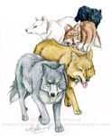  blue_(wolf&#039;s_rain) canine dog feral group hige hybrid kiba male mammal rohanelf toboe tsume wolf wolf&#039;s_rain wolf's_rain 
