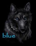  blue_(wolf&#039;s_rain) canine dog female feral hybrid mammal miki- solo wolf wolf&#039;s_rain wolf's_rain 