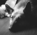  amazing ambiguous_gender canine detailed dog feral greyscale lying mammal monochrome on_front painting photorealism solo zensou 