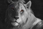  amazing ambiguous_gender black_nose brown_eyes detailed feline feral lion mammal monochrome painting photorealism solo zensou 