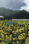  1girl bag blue_cardigan cardigan closed_eyes cloud cloudy_sky field flower flower_field fog highres magi_katti mountain open_cardigan open_clothes original outdoors outstretched_arms ponytail scenery short_hair shoulder_bag sky smile solo spread_arms yellow_flower 